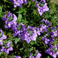 50 BLUE GEM NEMESIA Strumosa Flower Seeds