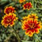 75 Mixed Colors PERSIAN CARPET ZINNIA Zinnia Haageana Flower Seeds