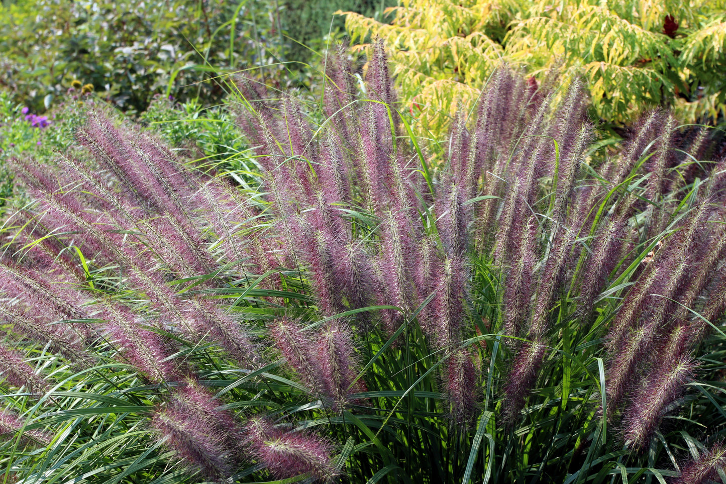 25 Dwarf Purple CHINESE FOUNTAIN GRASS Pennisetum Alopecuroides Hardy Ornamental Seeds