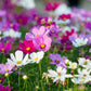 350 COSMOS SENSATION MIX Mixed Colors Cosmos Bipinnatus Flower Seeds