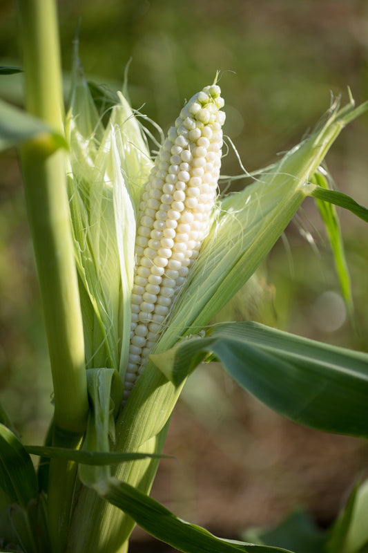 100 Truckers Favorite WHITE SWEET CORN Zea Mays Vegetable Seeds