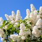 20 WHITE TREE LILAC Hummingbird Flower Fragrant Peking Syringa Pekinensis Seeds