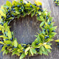 20 TRUE MYRTLE Myrtus Communis aka Common & Sweet Myrtle Fragrant White Flower Edible Blue Berry Fruit Shrub Seeds