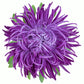 30 VIOLET Purple NEEDLE ASTER Callistephus Chinensis Unicom Flower Seeds