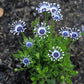 5 WHIRLIGIG OSTEOSPERMUM Fruticosum Pinwheel African Cape Daisy Flower Seeds