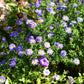 100 PURPLE Smooth Violet PRAIRIE ASTER Aster Tanacetifolia Tahoka Daisy Flower Seeds