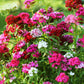 500 MIXED Colors SWEET WILLIAM Dianthus Barbatus Color Mix Red White Pink Bicolor Flower Seeds