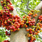 30 CLUSTER FIG Ficus Racemosa Red River Indian Guilar Tree Houseplant Seeds