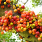 30 CLUSTER FIG Ficus Racemosa Red River Indian Guilar Tree Houseplant Seeds