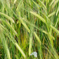 100 Common BARLEY Hordeum Vulgare Grain Grass Cover Crop Beer Seeds