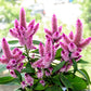 100 FLAMINGO FEATHER Wheat CELOSIA Spicata Pink & White Flower Seeds