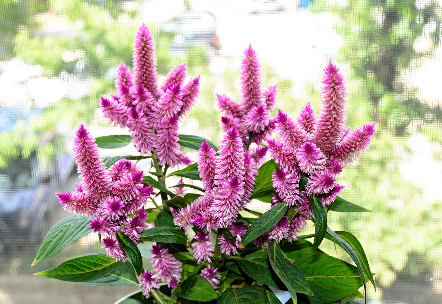 100 FLAMINGO FEATHER Wheat CELOSIA Spicata Pink & White Flower Seeds