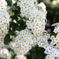 50 White CHINESE SPIREA Spiraea Chinensis Meadowsweet Flower Bush Shrub Seeds
