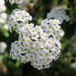 50 White CHINESE SPIREA Spiraea Chinensis Meadowsweet Flower Bush Shrub Seeds
