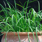 500 CHINESE LEEK (Oriental Garlic / Garlic Chives / Chinese Chives / Flat Chives) Allium Tuberosum Vegetable Seeds