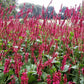 30 Red AGASTACHE HEATHER QUEEN Hummingbrid Mint Hyssop Flower Herb Seeds