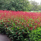 30 Red AGASTACHE HEATHER QUEEN Hummingbrid Mint Hyssop Flower Herb Seeds