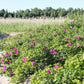 50 Pink BEACH ROSE aka Seaside or Sand Rose, Beach Tomato Rosa Rugosa Huge Red Hips Flower Seeds