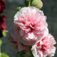 50 SUMMER CARNIVAL HOLLYHOCK Double Mixed Colors Red Pink White Yellow Peach Alcea Rosea Flower Seeds
