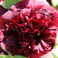25 SCARLET DOUBLE Red HOLLYHOCK Alcea Rosea Flower Seeds Perennial