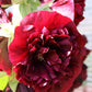 25 SCARLET DOUBLE Red HOLLYHOCK Alcea Rosea Flower Seeds Perennial