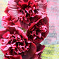 50 SUMMER CARNIVAL HOLLYHOCK Double Mixed Colors Red Pink White Yellow Peach Alcea Rosea Flower Seeds