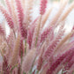 25 PURPLE FOUNTAIN GRASS Ornamental Pennisetum Setaceum Dark Burgundy Flower Seeds