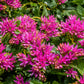 50 PURPLE CARPET SEDUM Spurium Coccineum Groundcover Flower Seeds