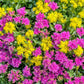 150 MIXED SEDUM Stonecrop Succulent Groundcover Red White Yellow Pink Purple Flower Seeds