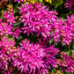 50 PURPLE CARPET SEDUM Spurium Coccineum Groundcover Flower Seeds