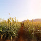 50 HONEY DRIP SORGHUM Bicolor Honey Drop Syrup Grain Vegetable Seeds