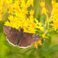 10 GAY BUTTERFLIES MILKWEED Red Yellow Orange Mix Asclepias Tuberosa Butterfly Weed Flower Seeds