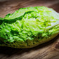 3000 LITTLE GEM LETTUCE Small Romaine Butterhead Lactuca Sativa Vegetable Seeds