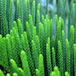 20 FRASER FIR Tree Abies Fraseri Christmas Tree Southern Balsam Fir Native Evergreen Seeds