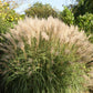 10 SILVER MAIDEN GRASS Miscanthus Sinensis Japanese Pampas Perennial Flower Seeds