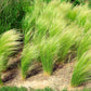 25 MEXICAN FEATHER GRASS Pony Tails Ornamental Stipa Tenuissima Nassella Seeds Wind Whisp