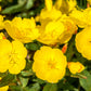 1000 YELLOW EVENING PRIMROSE Oenothera lamarckiana Flower Seeds