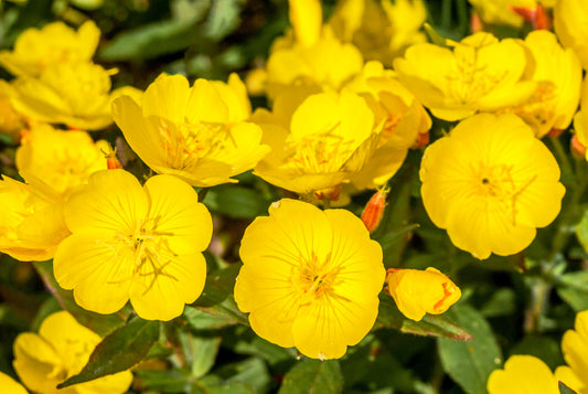 1000 YELLOW EVENING PRIMROSE Oenothera lamarckiana Flower Seeds