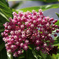 75 RED SWAMP MILKWEED Asclepias Incarnata Flower Seeds
