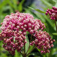 75 RED SWAMP MILKWEED Asclepias Incarnata Flower Seeds