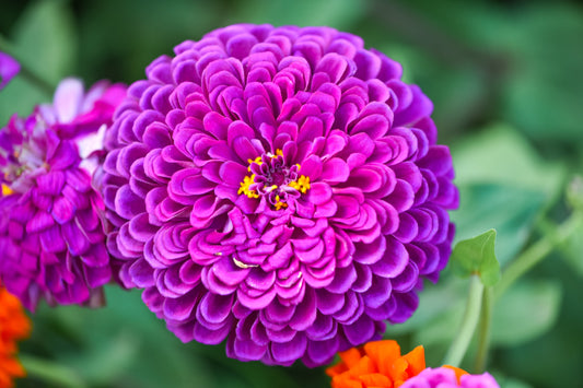 250 PURPLE PRINCE ZINNIA Elegans Flower Seeds