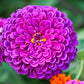 500 Mixed Colors CALIFORNIA GIANT ZINNIA Elegans Flower Seeds