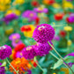 250 VIOLET QUEEN ZINNIA Elegans Purple Double Dahlia Heirloom Flower Seeds