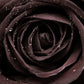 5 BLACK ROSE Rosa Bush Shrub Perennial Flower Seeds
