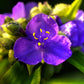 100 Purple OHIO SPIDERWORT (Widows Tears / Bluejacket) Tradescantia Ohiensis Flower Seeds