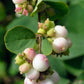 30 WESTERN SNOWBERRY Shrub White Pink Flower Symphoricarpos Occidentalis Seeds