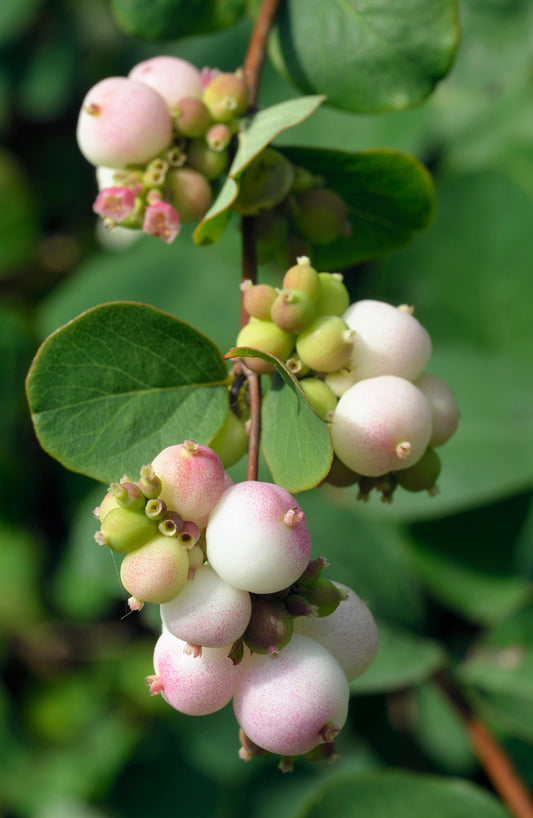 30 WESTERN SNOWBERRY Shrub White Pink Flower Symphoricarpos Occidentalis Seeds