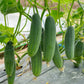 200 MARKETMORE 76 SLICING CUCUMBER Fruit Cucumis Sativus Seeds