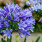 25 BLUE LILY of the NILE Agapanthus Orientalis African Lily Flower Seeds