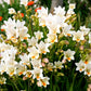 5 ROYAL CHAMPION Mix FREESIA Mixed Colors Pink Blue Purple Yellow Red Orange Flower Seeds